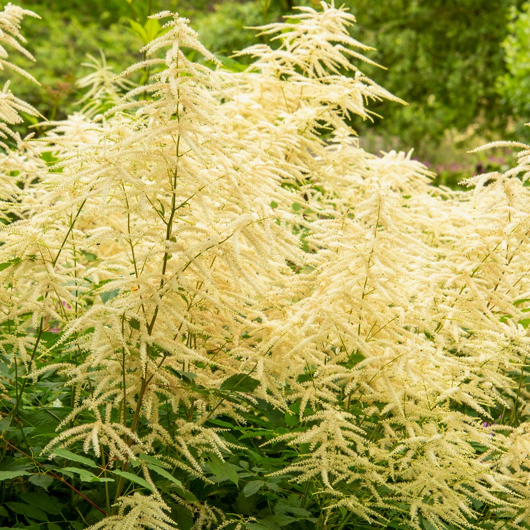 Aruncus dioicus