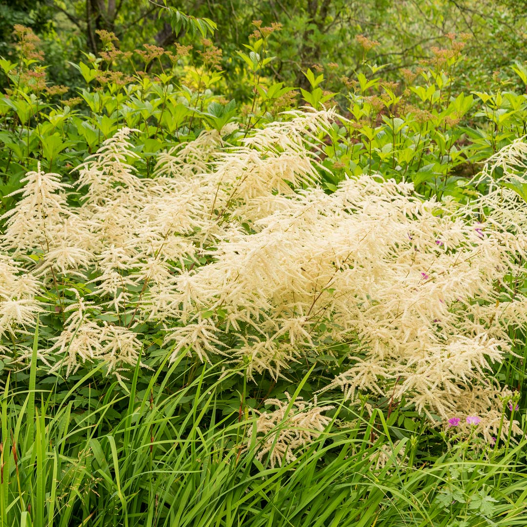Aruncus dioicus