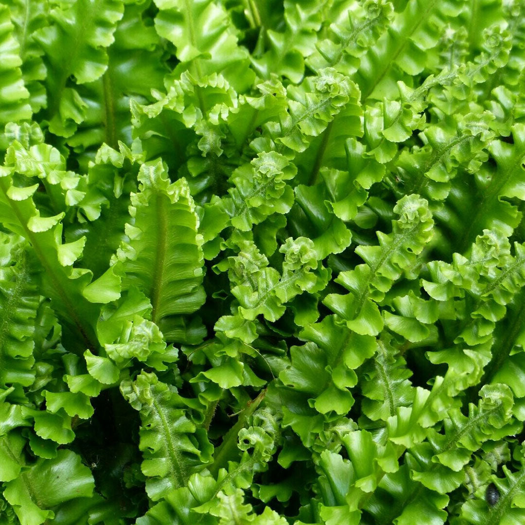 Asplenium scolopendrium 'Cristatum'