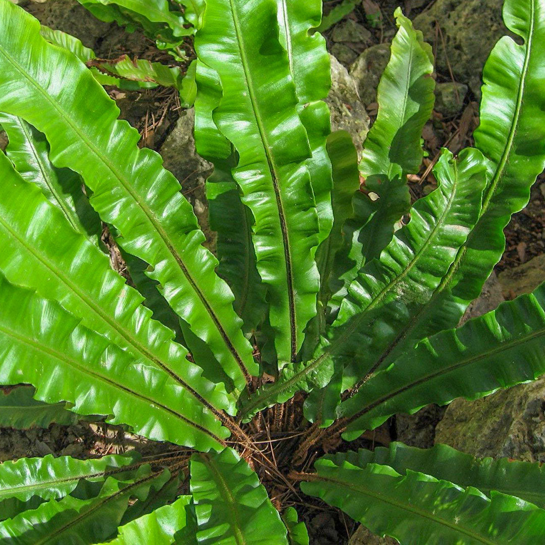 Asplenium scolopendrium 'Undulatum Group'