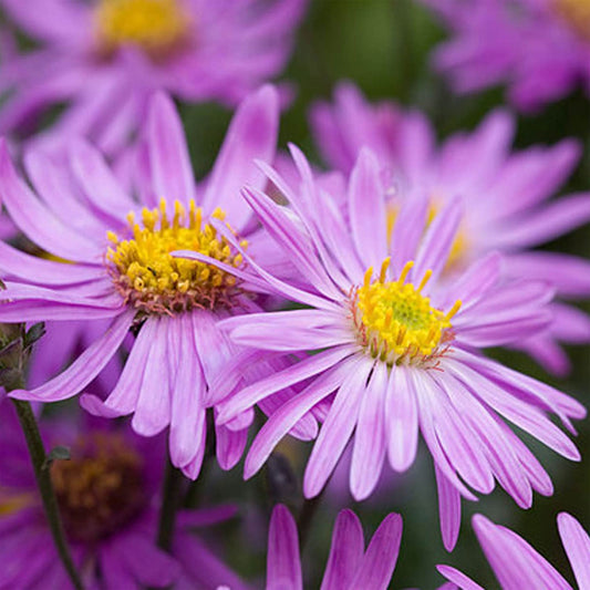 Aster amellus 'Brilliant'
