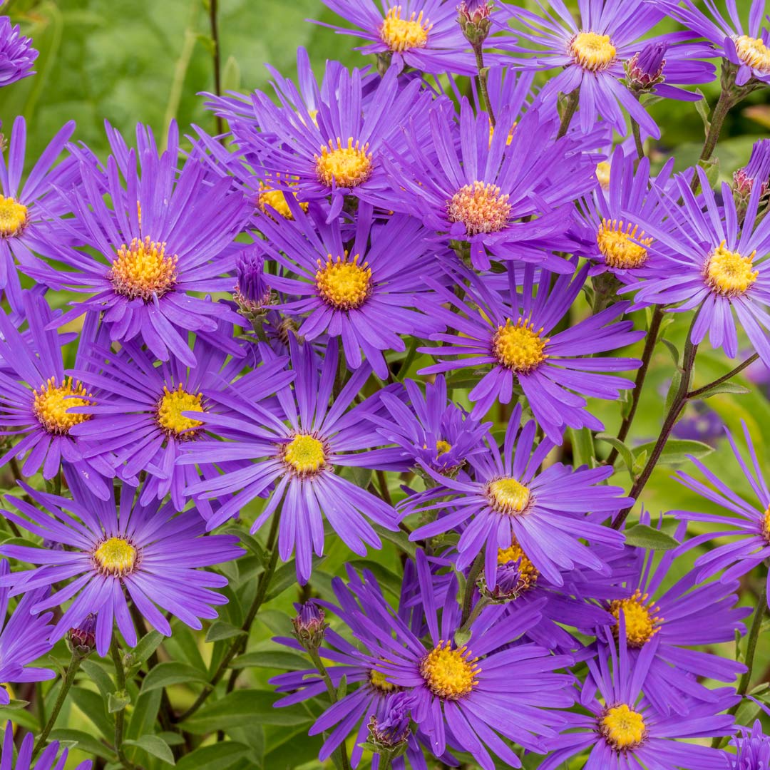 Aster amellus 'Veilchenkönigin'