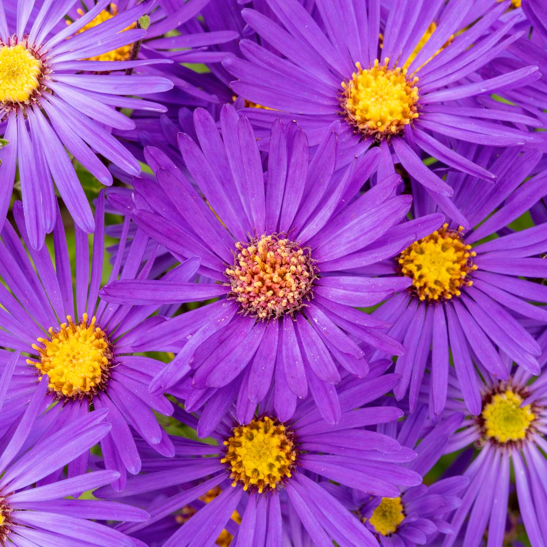 Aster amellus 'Veilchenkönigin'