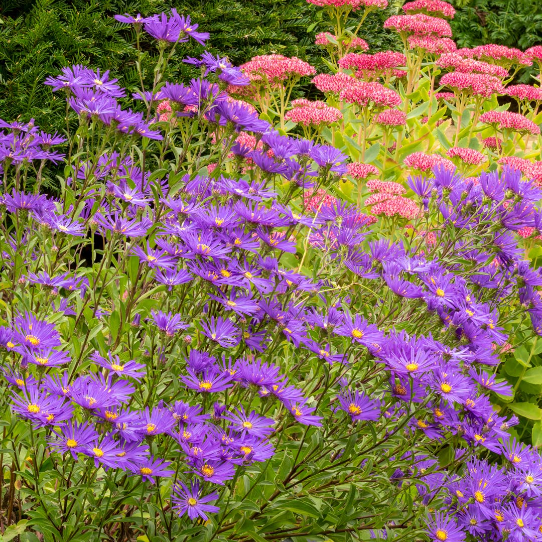 Aster amellus 'Veilchenkönigin', with Hylotelephium 'Herbstfreude' behind, in a border at Barnsdale Gardens.