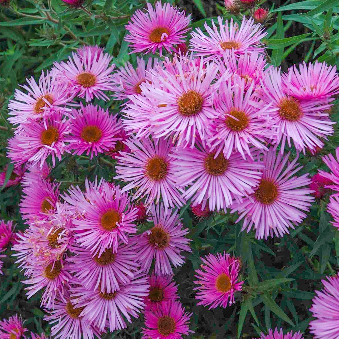 Symphyotrichum novae-angliae 'Andenken an Alma Potschke' (Aster novae-angliae 'Andenken an Alma Potschke')