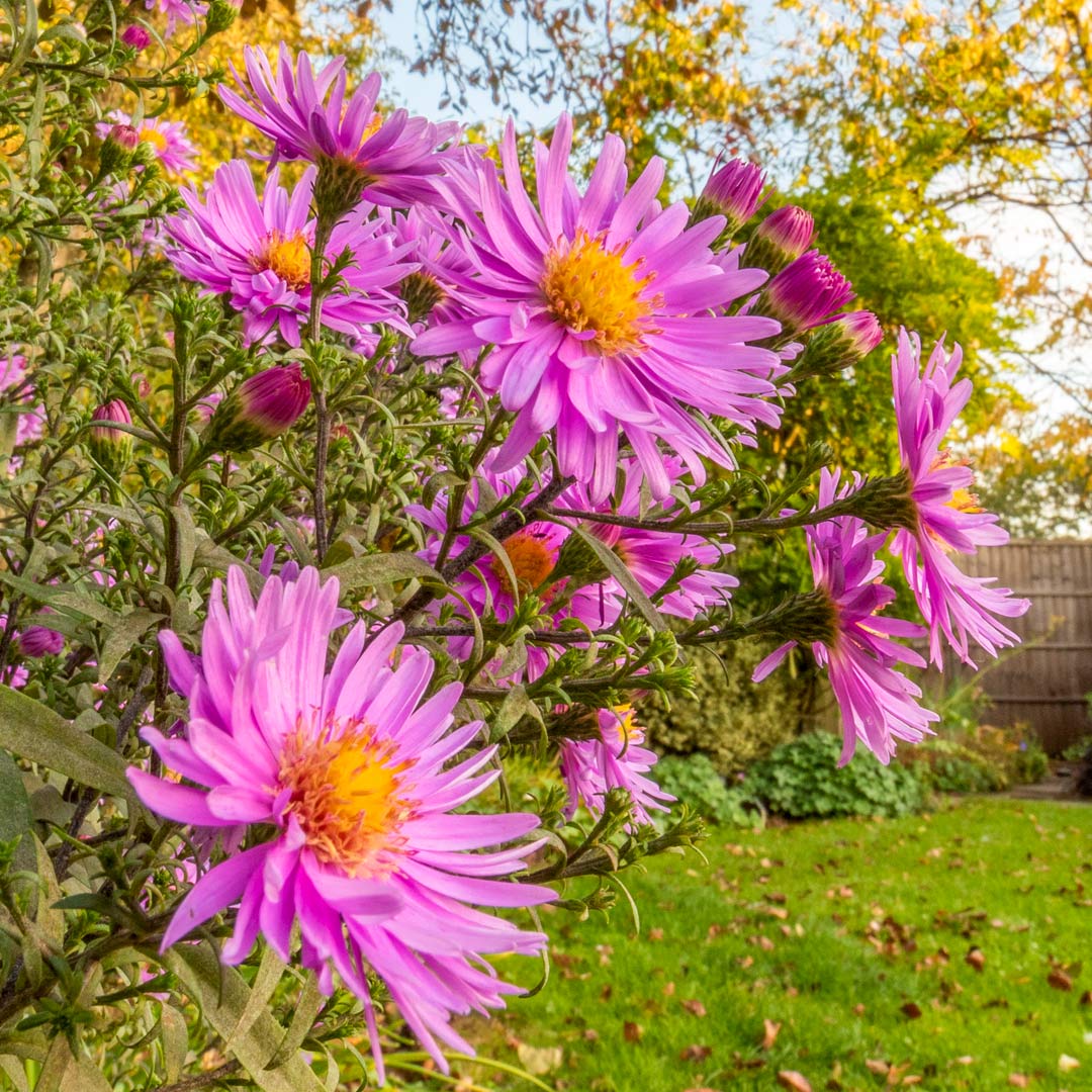 Aster novi-belgii 'Little Pink Beauty'