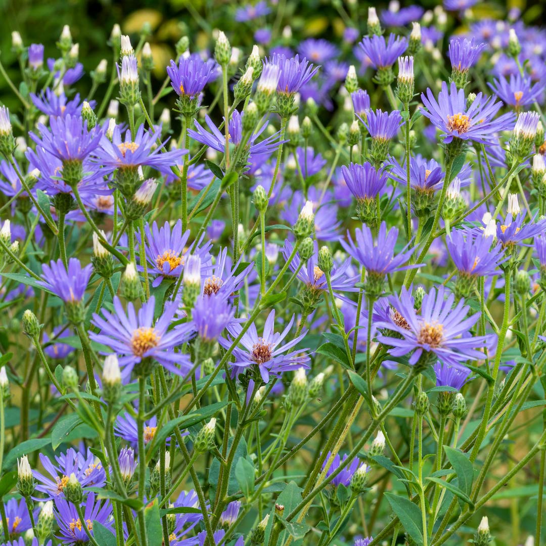 Eurybia x herveyi ‘Twilight’ (syn.syn. Aster macrophyllus 'Twilight').