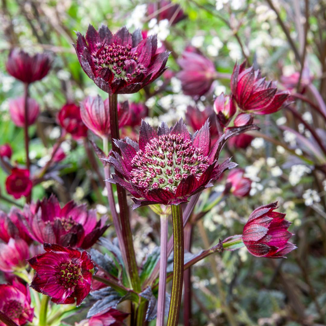 Astrantia major 'Gill Richardson Group'