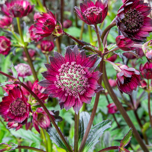 Astrantia 'Gill Richardson'