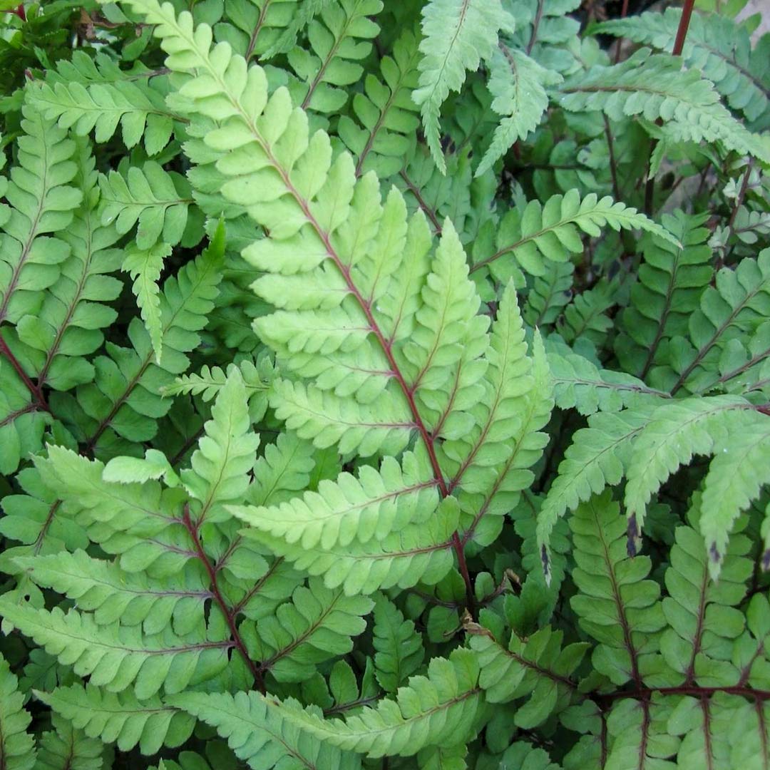Athyrium otophorum 'Okanum'