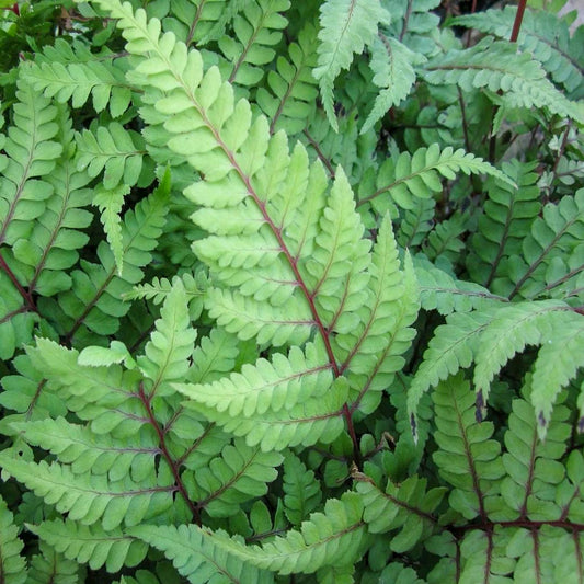 Athyrium otophorum 'Okanum'