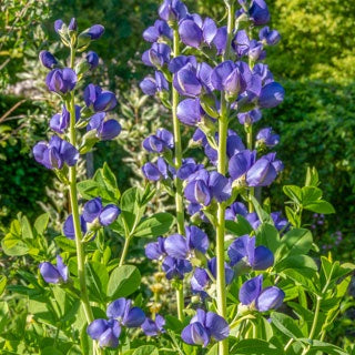 Baptisia australis