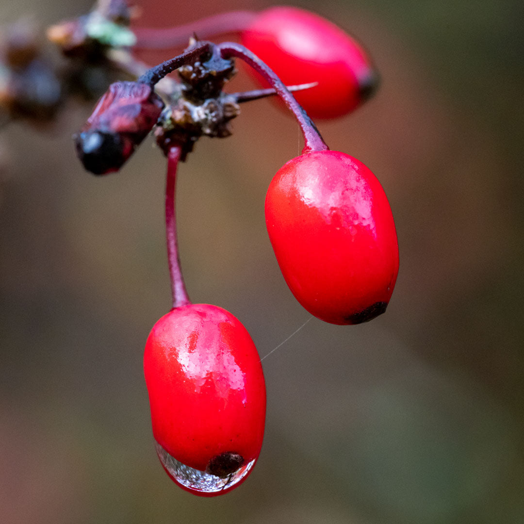 Berberis thunbergii 'Rose Glow' red berries