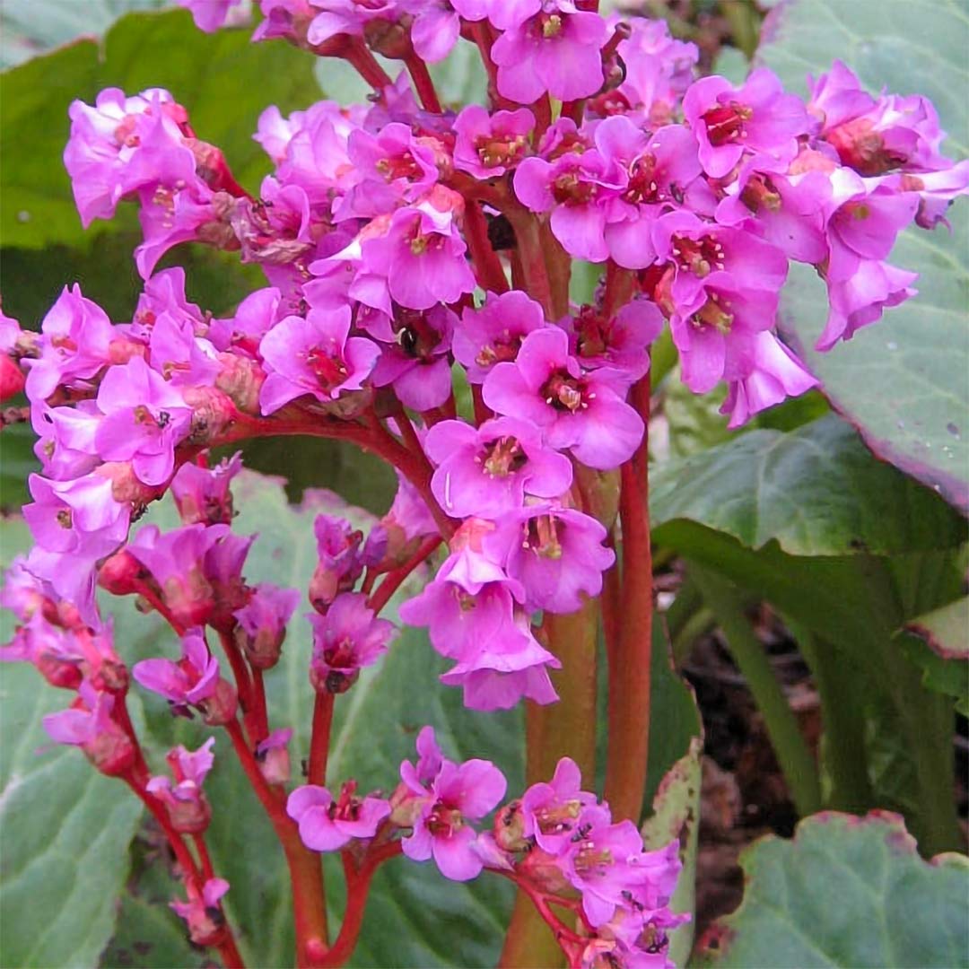 Bergenia 'Abendglut'