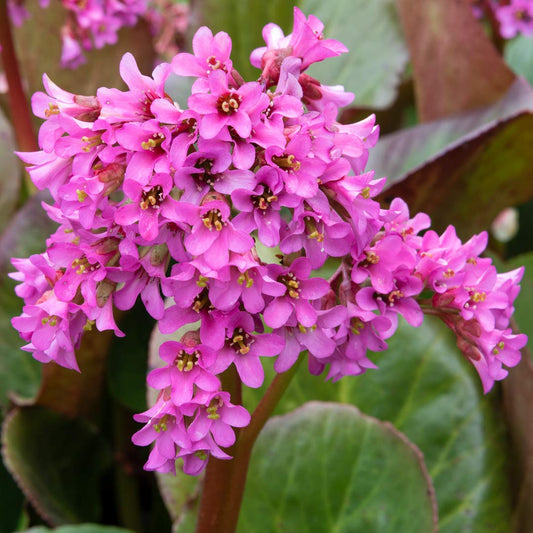 Bergenia 'Morgenröte'
