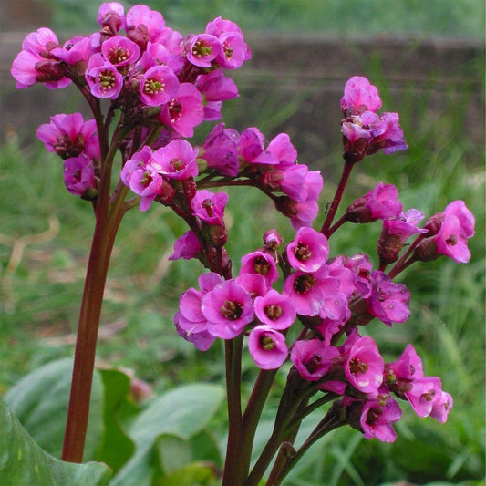 Bergenia 'Overture'
