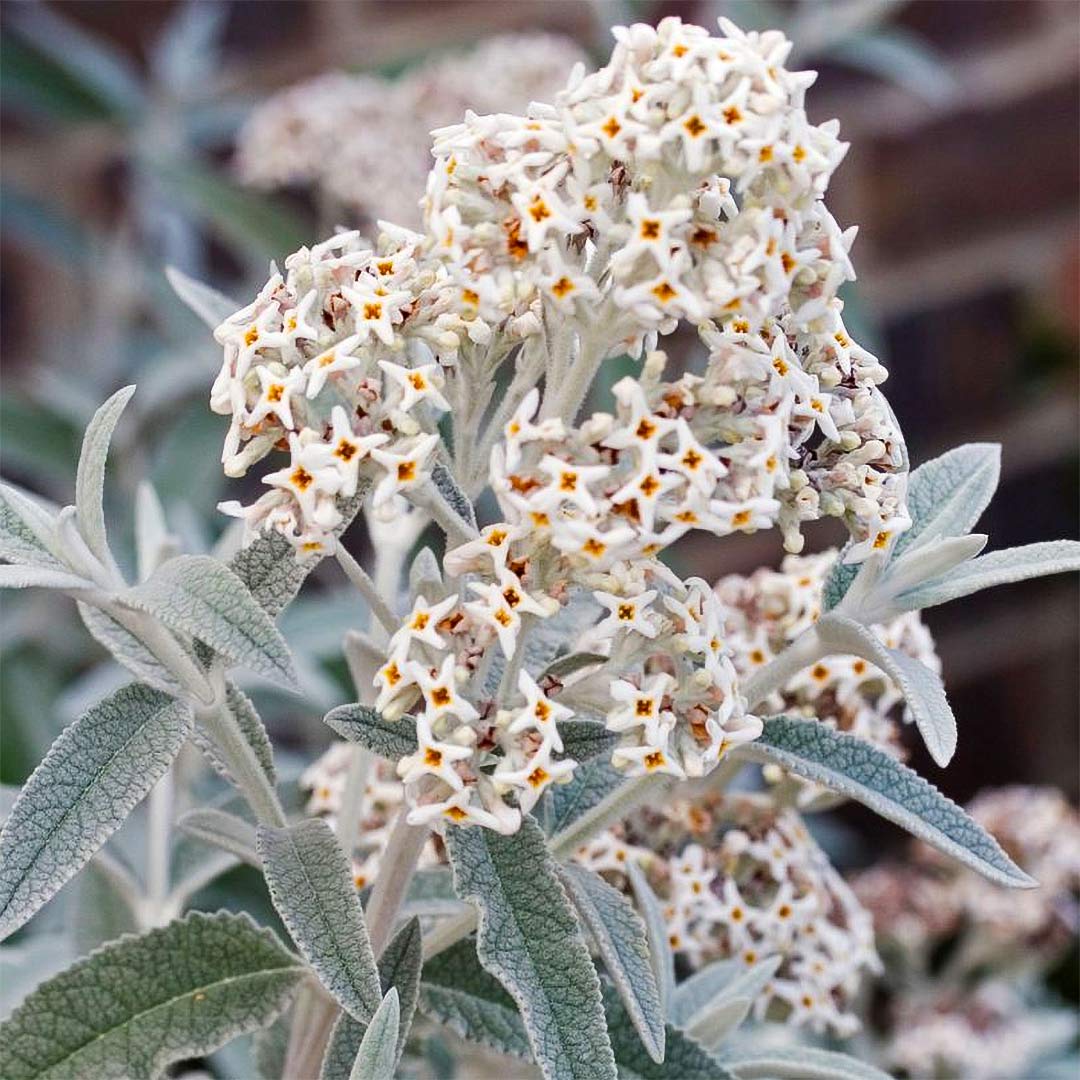 Buddleja 'Morning Mist' ('Silver Anniversary')