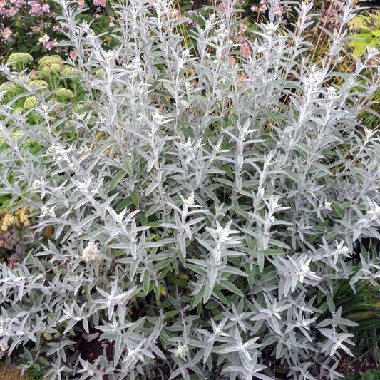 Buddleja 'Morning Mist' ('Silver Anniversary')