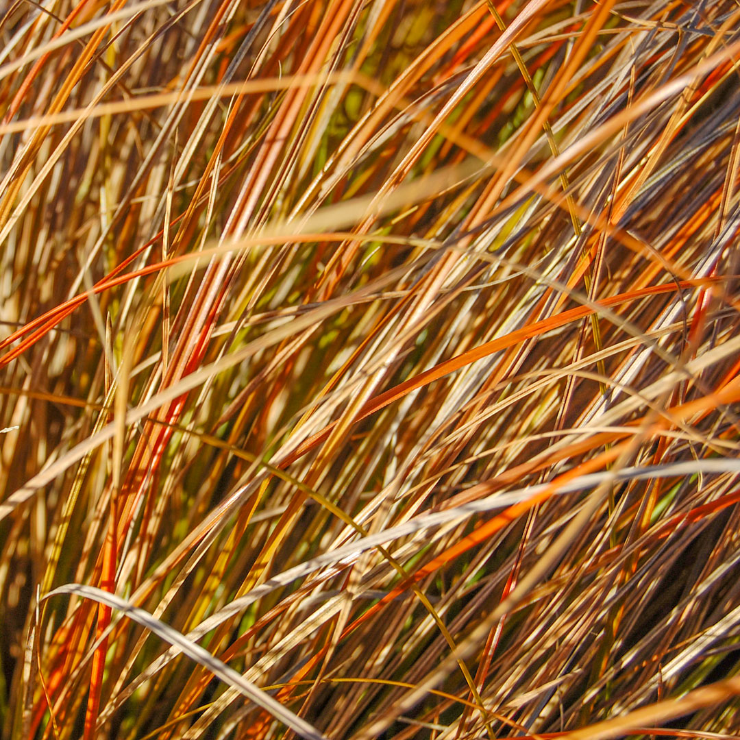 Carex testacea