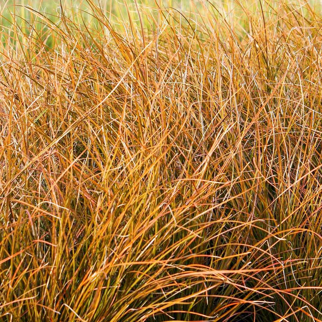 Carex testacea