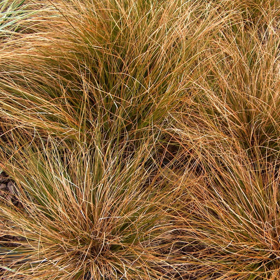Carex testacea