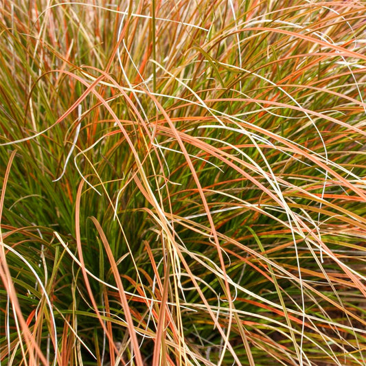 Carex testacea