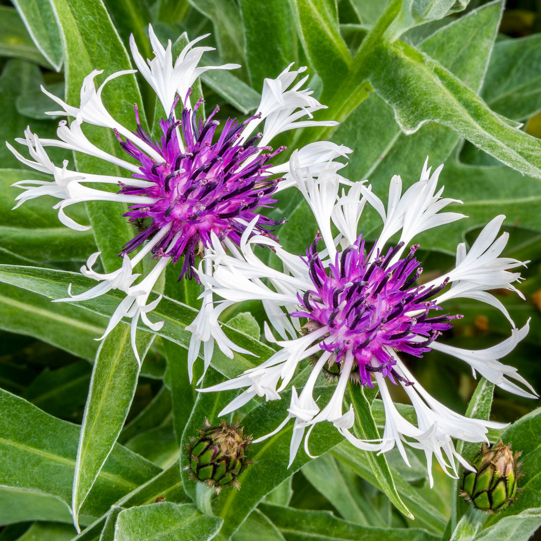 Centaurea montana Amethyst in Snow