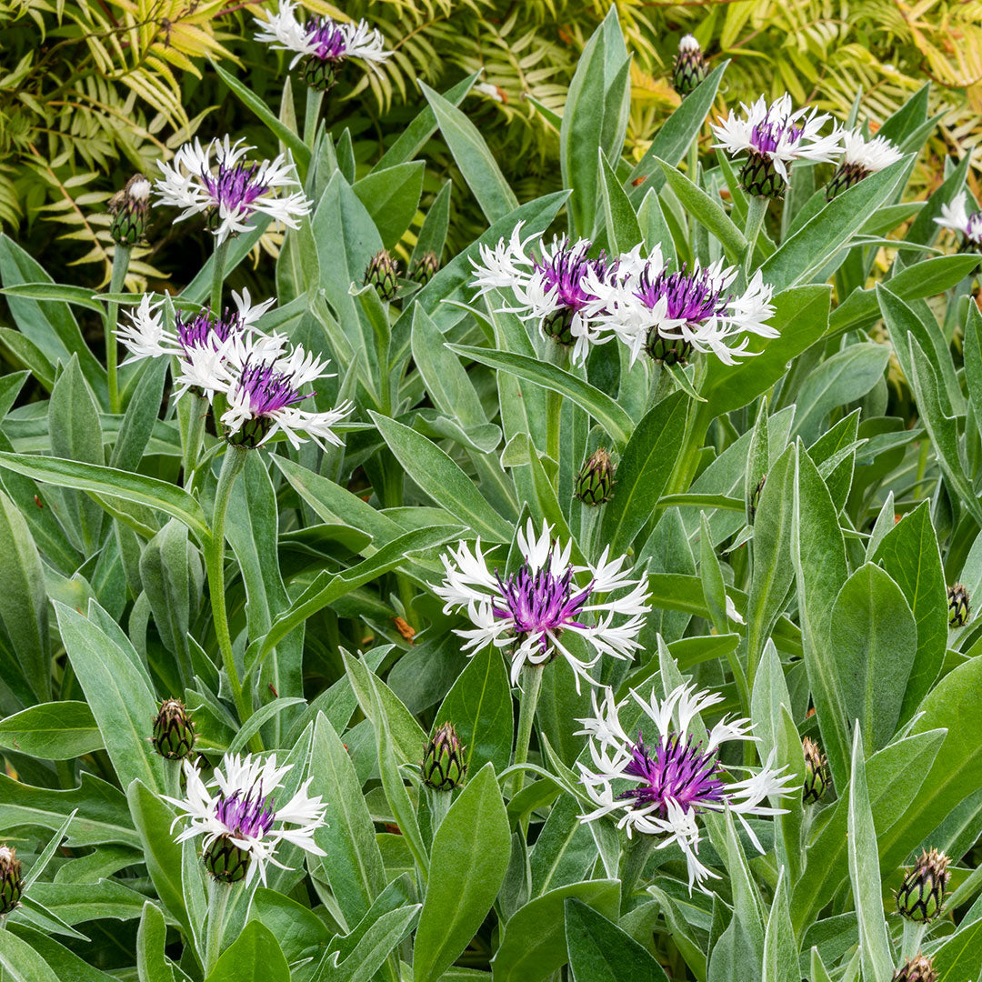 Centaurea montana Amethyst in Snow