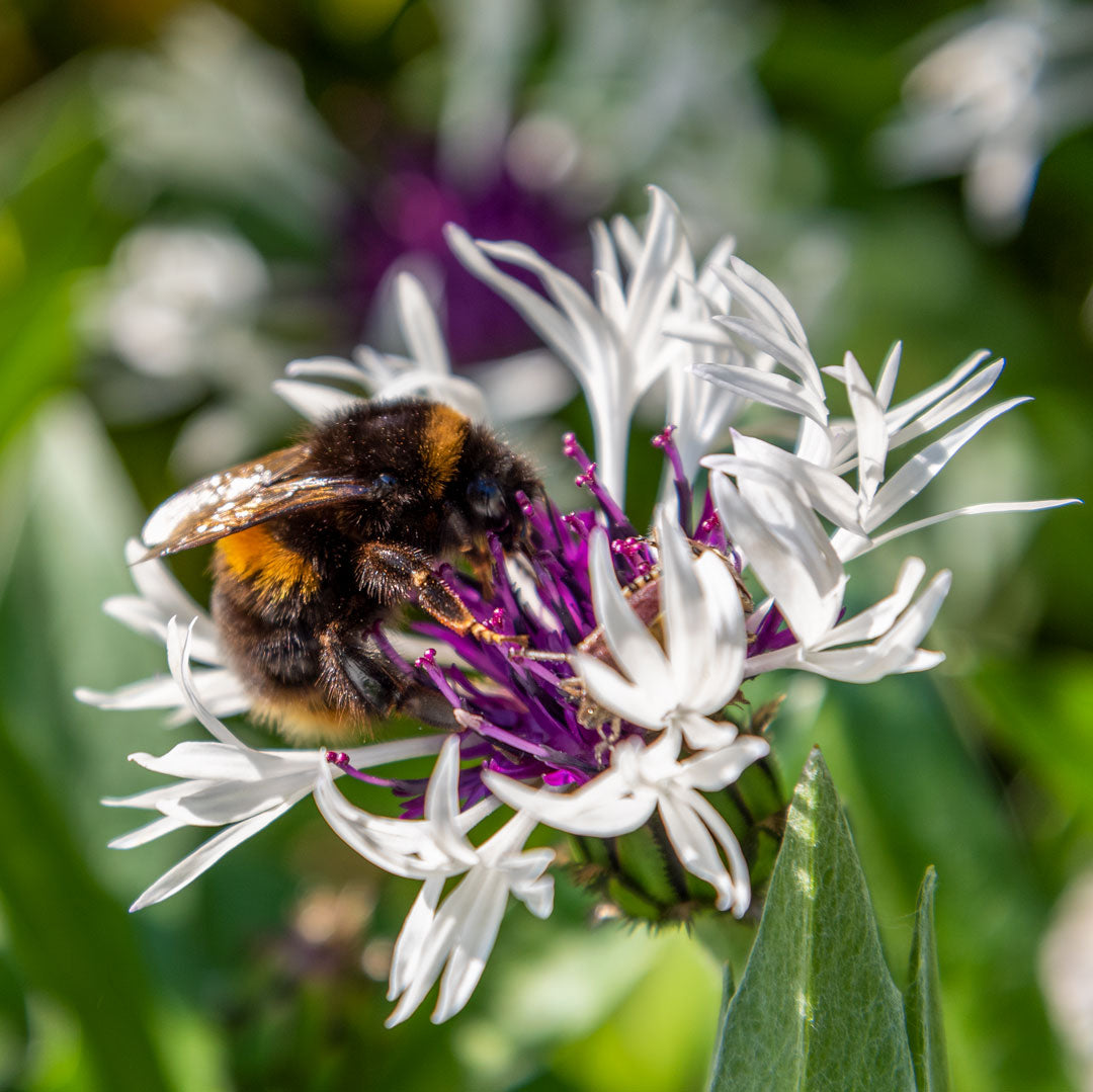 Bee on Centaurea montana 'Amethyst in Snow'