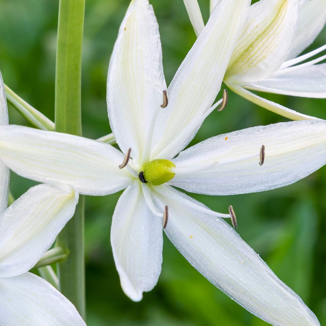 Camassia leichtlinii 'Alba