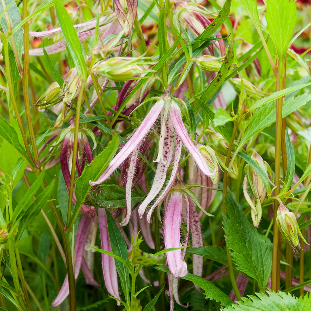 Campanula 'Pink Octopus' – Barnsdale Gardens