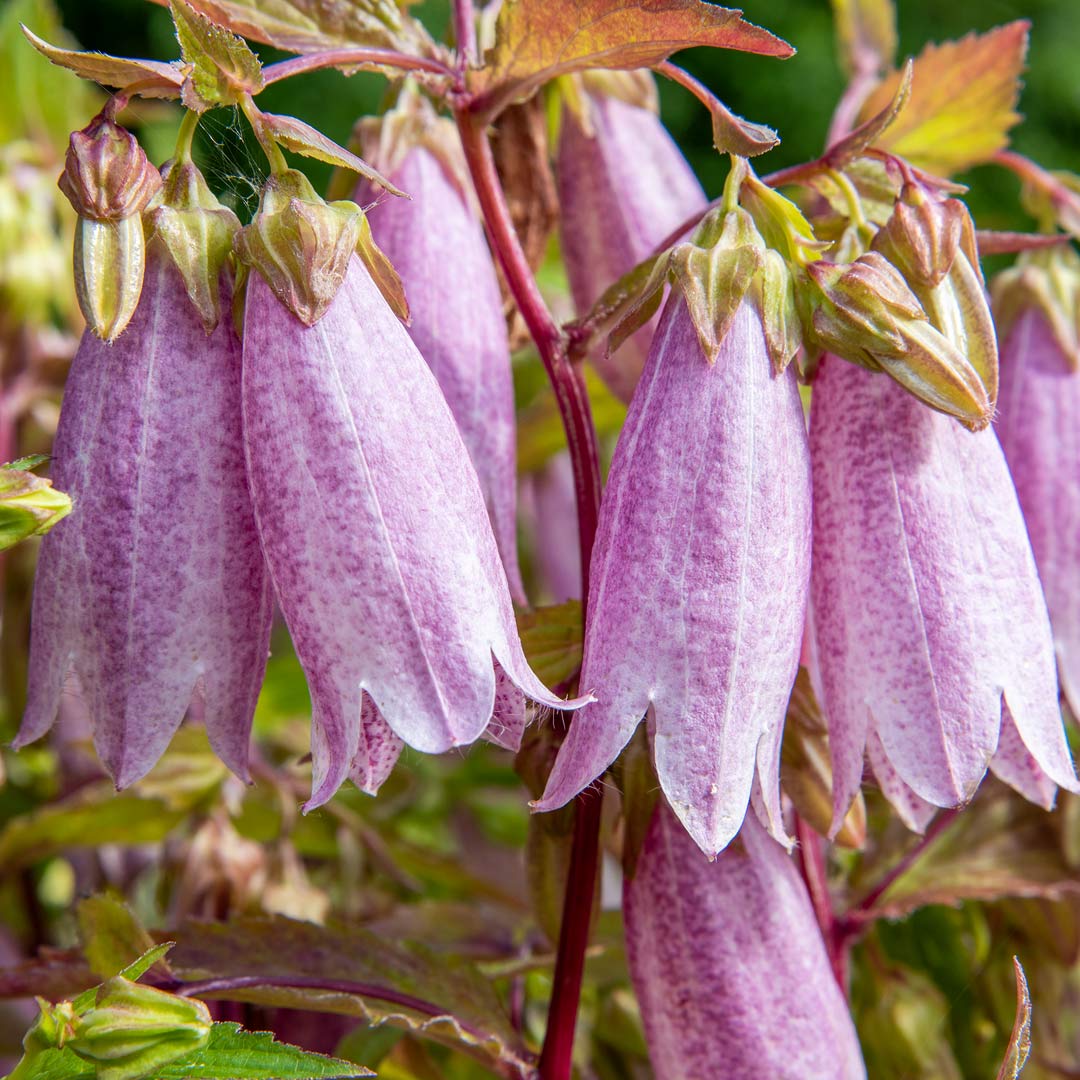 Campanula takesmiana