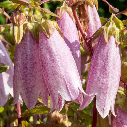 Campanula takesmiana