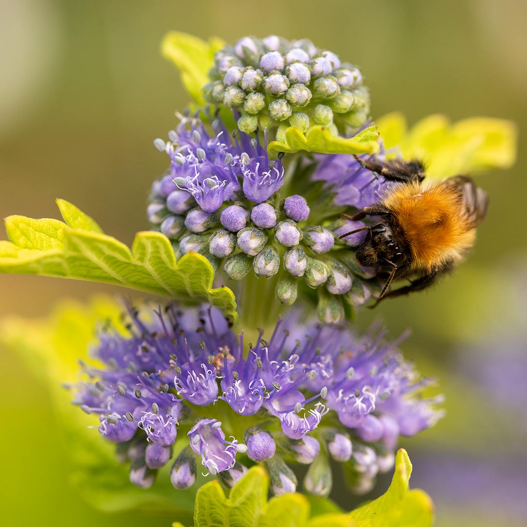 Caryopteris x clandonensis 'Hint of Gold'