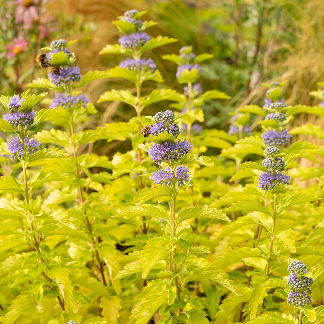 Caryopteris x clandonensis 'Hint of Gold'