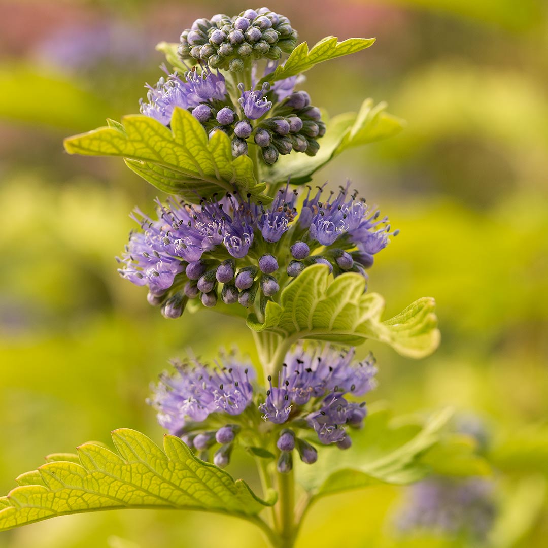 Caryopteris x clandonensis 'Hint of Gold'