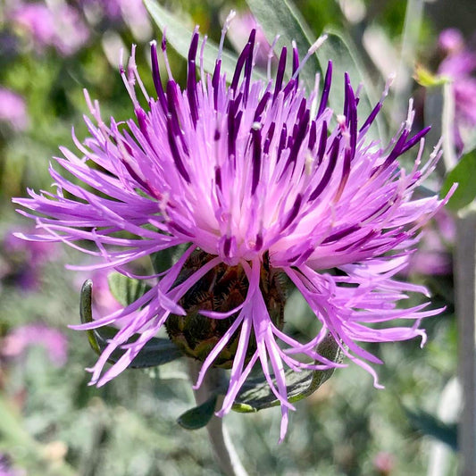 Centaurea 'Silver Feather'