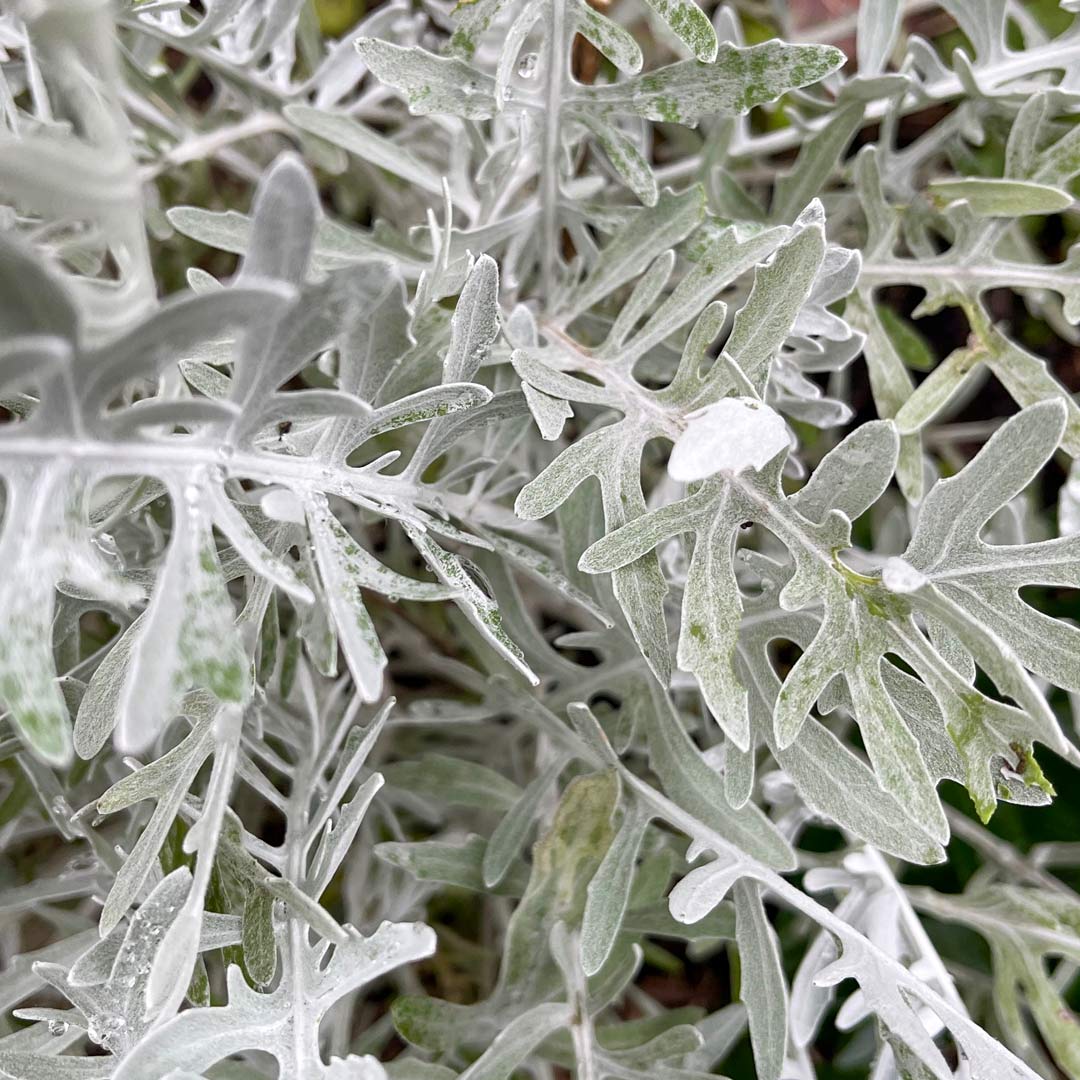 Silver foliage of Centaurea 'Silver Feather'