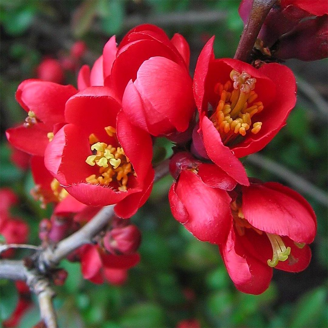 Chaenomeles x superba 'Nicoline'