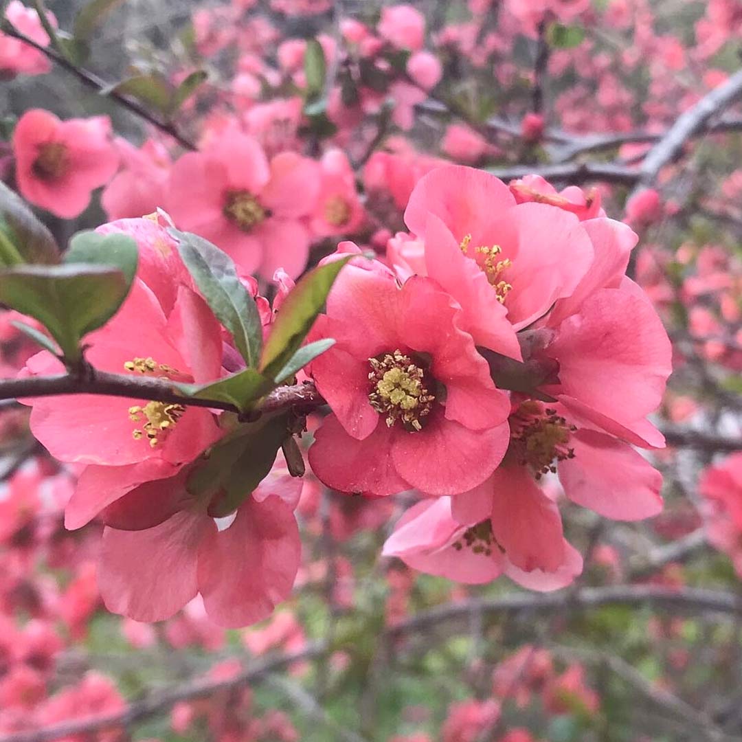 Chaenomeles x superba 'Pink Lady'