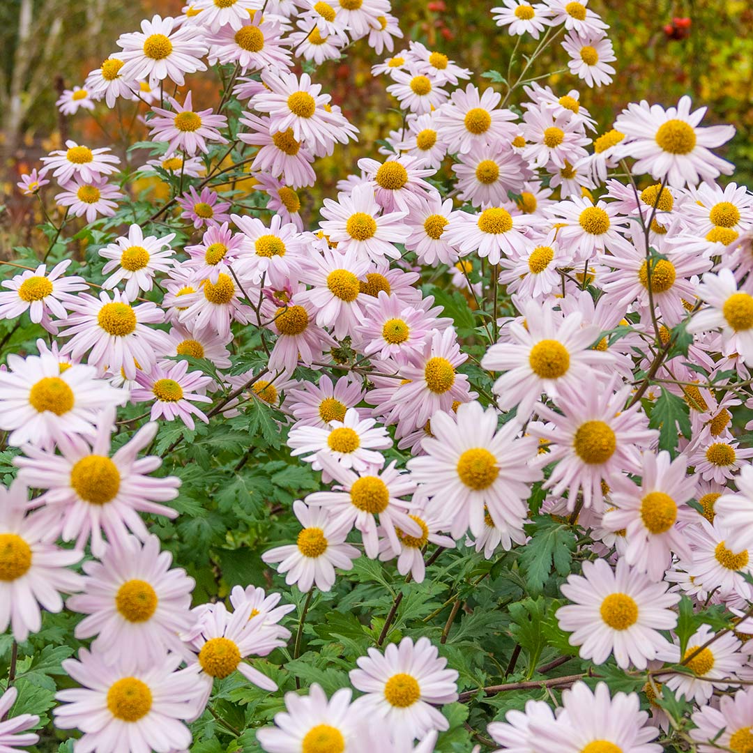 Chrysanthemum 'Innocence' in the Geoff Hamilton winter border at Barnsdale Gardens.