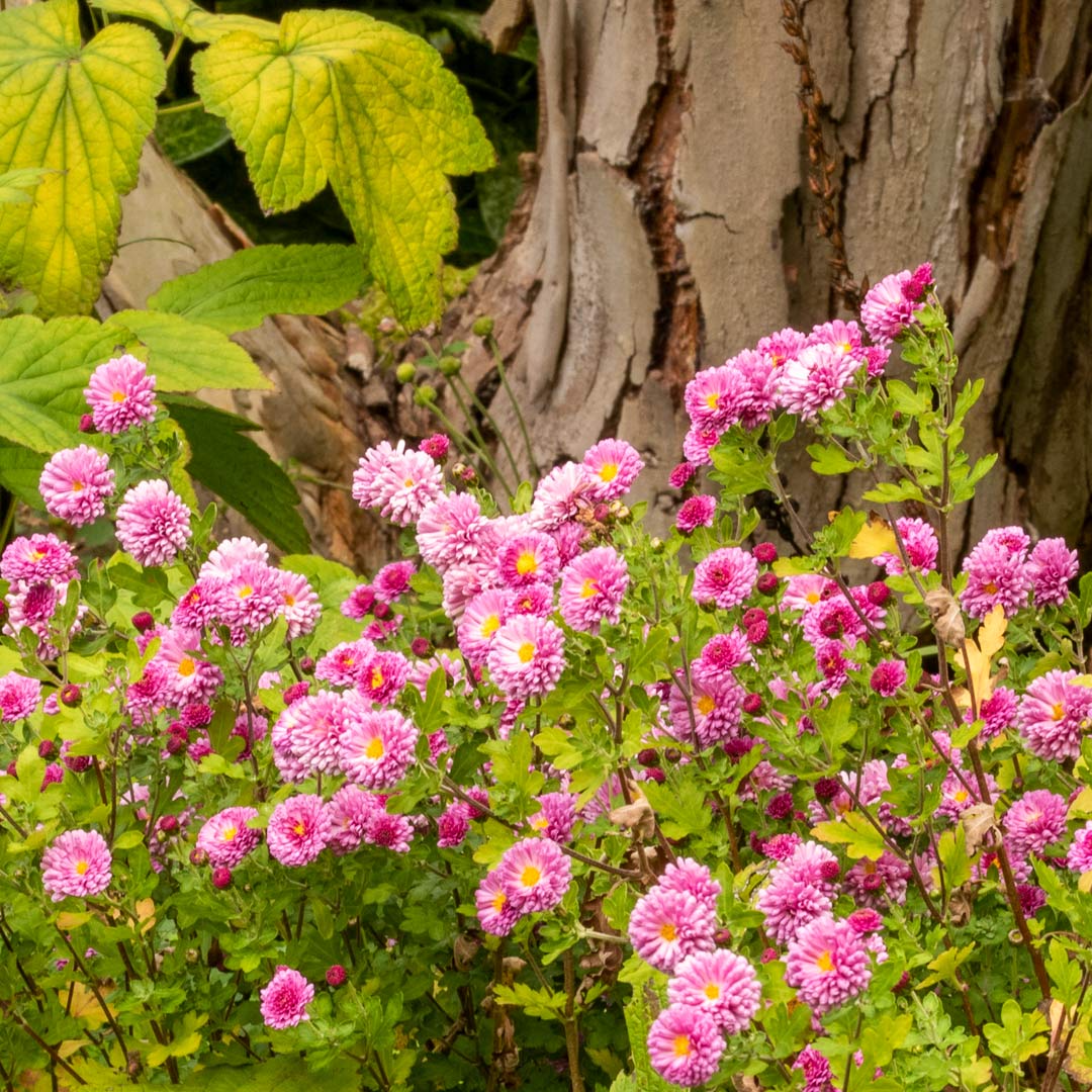 Pink flowers of Chrysanthemum 'Mei-kyo' in border at Barnsdale Gardens
