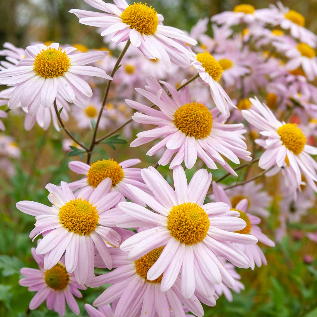 Chrysanthemum 'Innocence'