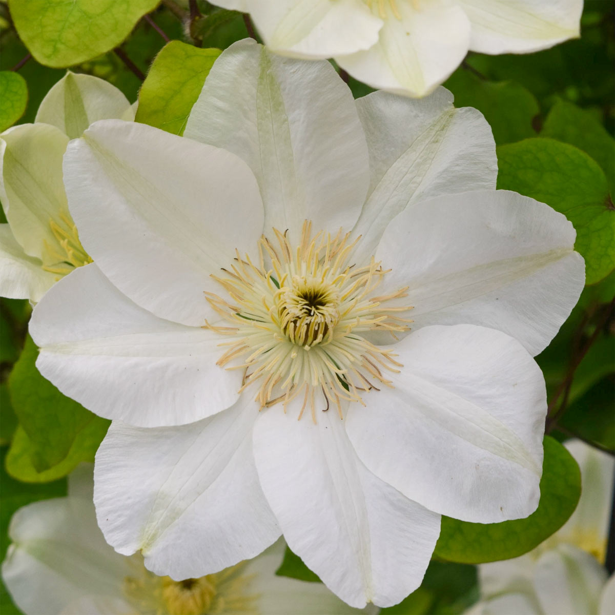Clematis 'Guernsey Cream'