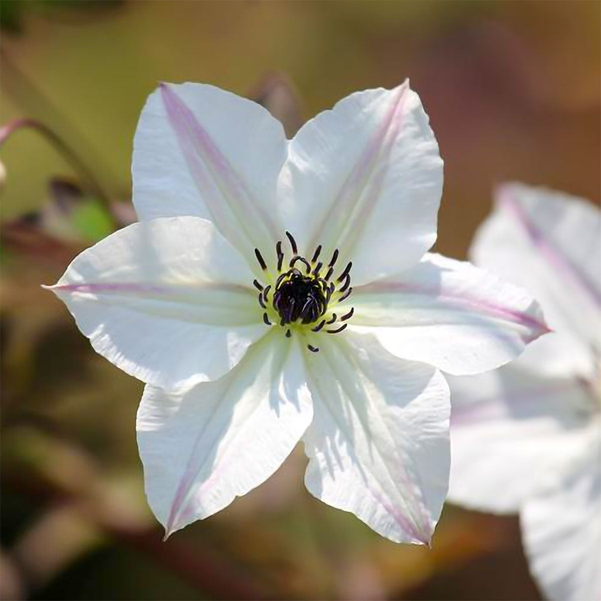 Clematis viticella 'Sunny Side'