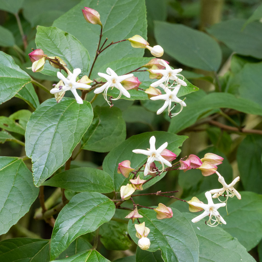 Clerodendrum trichotomum fargesii
