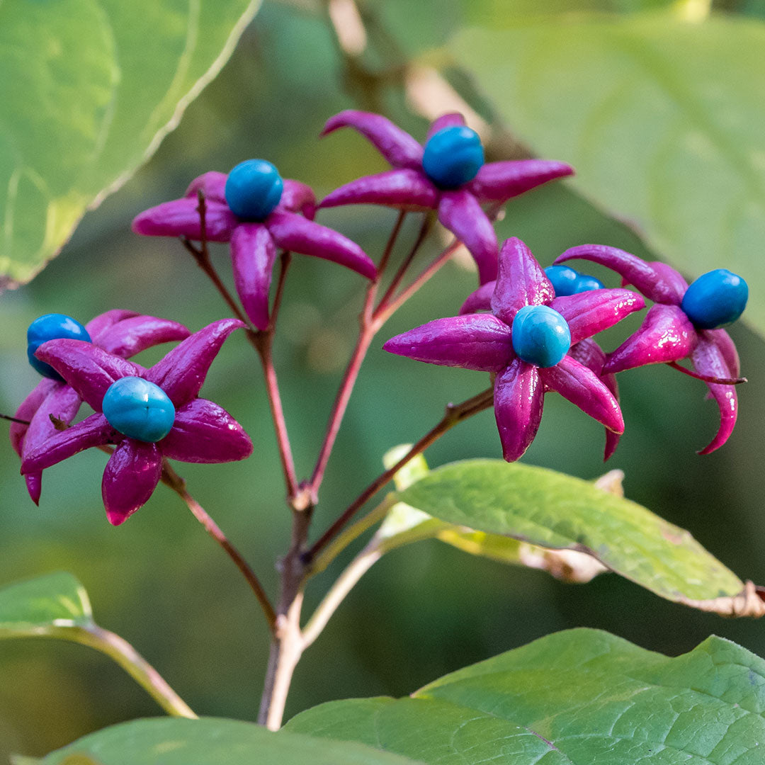Clerodendrum trichotomum fargesii