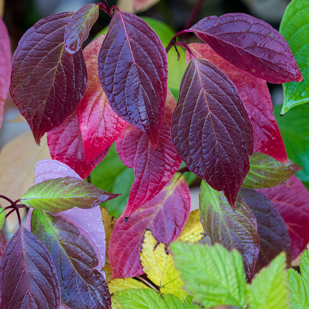Cornus alba 'Baton Rouge'