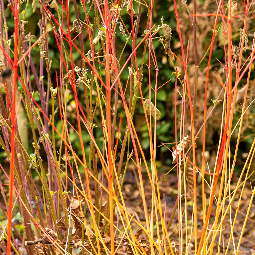 Cornus sanguinea 'Anny's Winter Orange' (Dogwood)