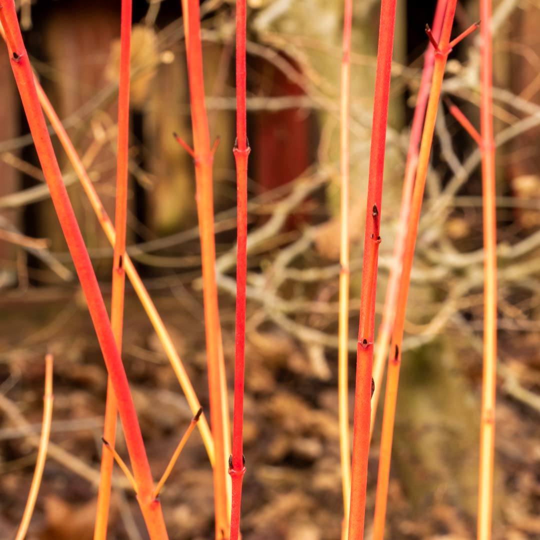 Stems of Dodwood 'Anny's Winter Orange'; Cornus sanguinea 'Anny's Winter Orange'